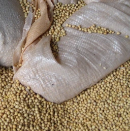 Beans in Southern Africa