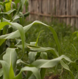 Agriculture