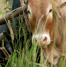 Cattle Pulling Harvest