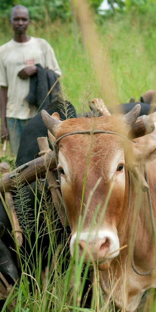 Cattle Pulling Harvest