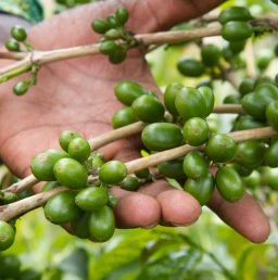 Harvesting Crops in Southern Africa
