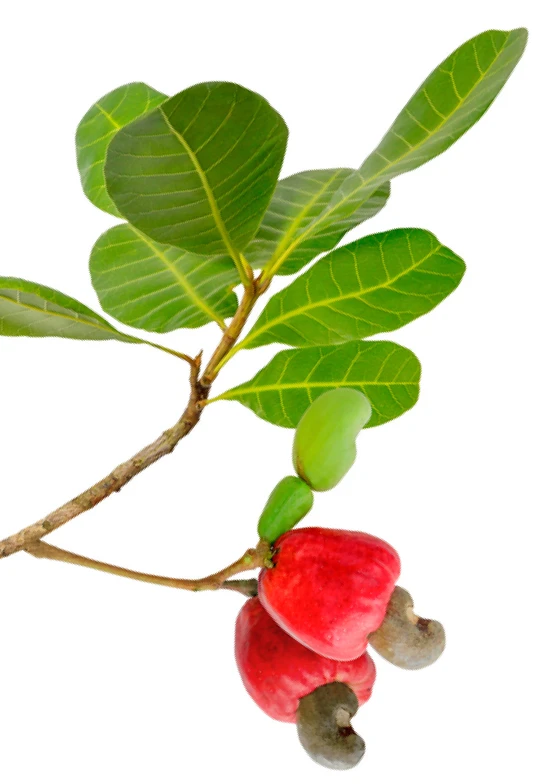 Cashew Plant