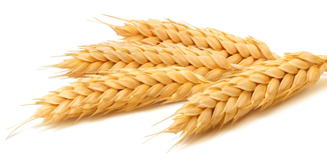 Wheat