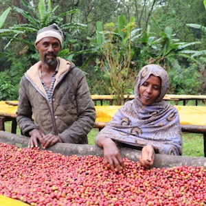 coffee cherry sorting
