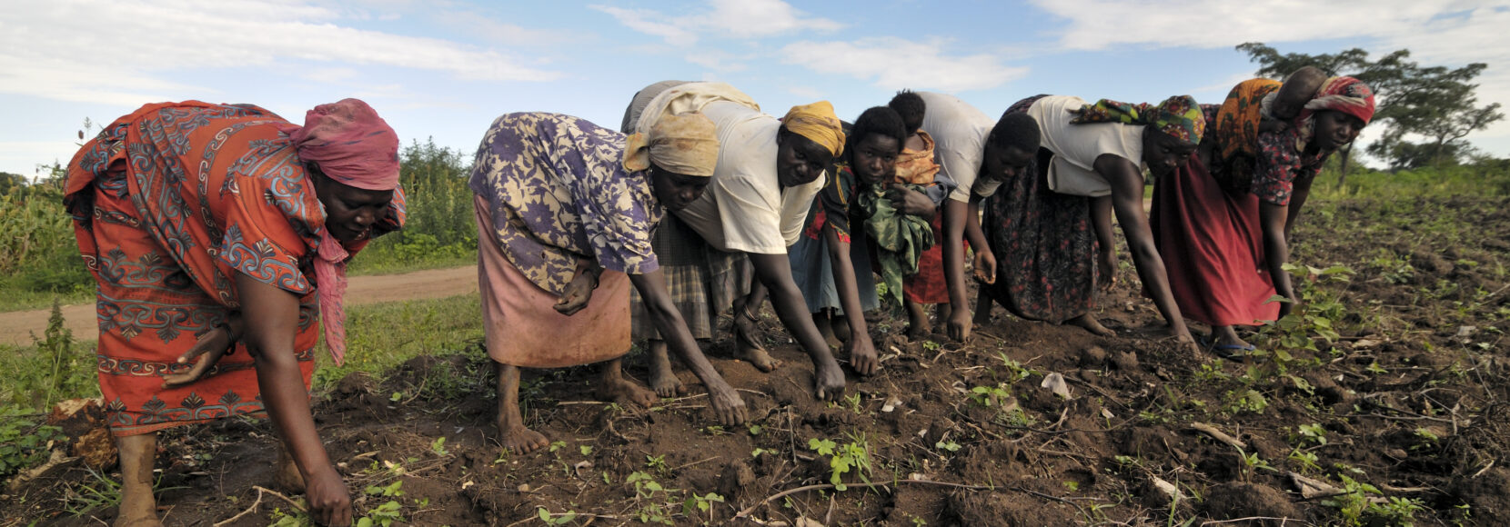 Women smallholder cotton farmers in Uganda gather in a field. Part of a blog post on strategies to address global poverty.