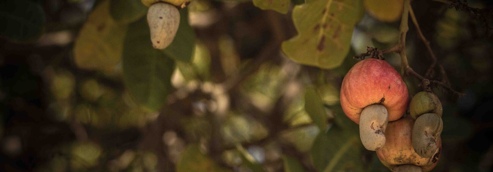 Cashews growing on a tree in Mozambique.
