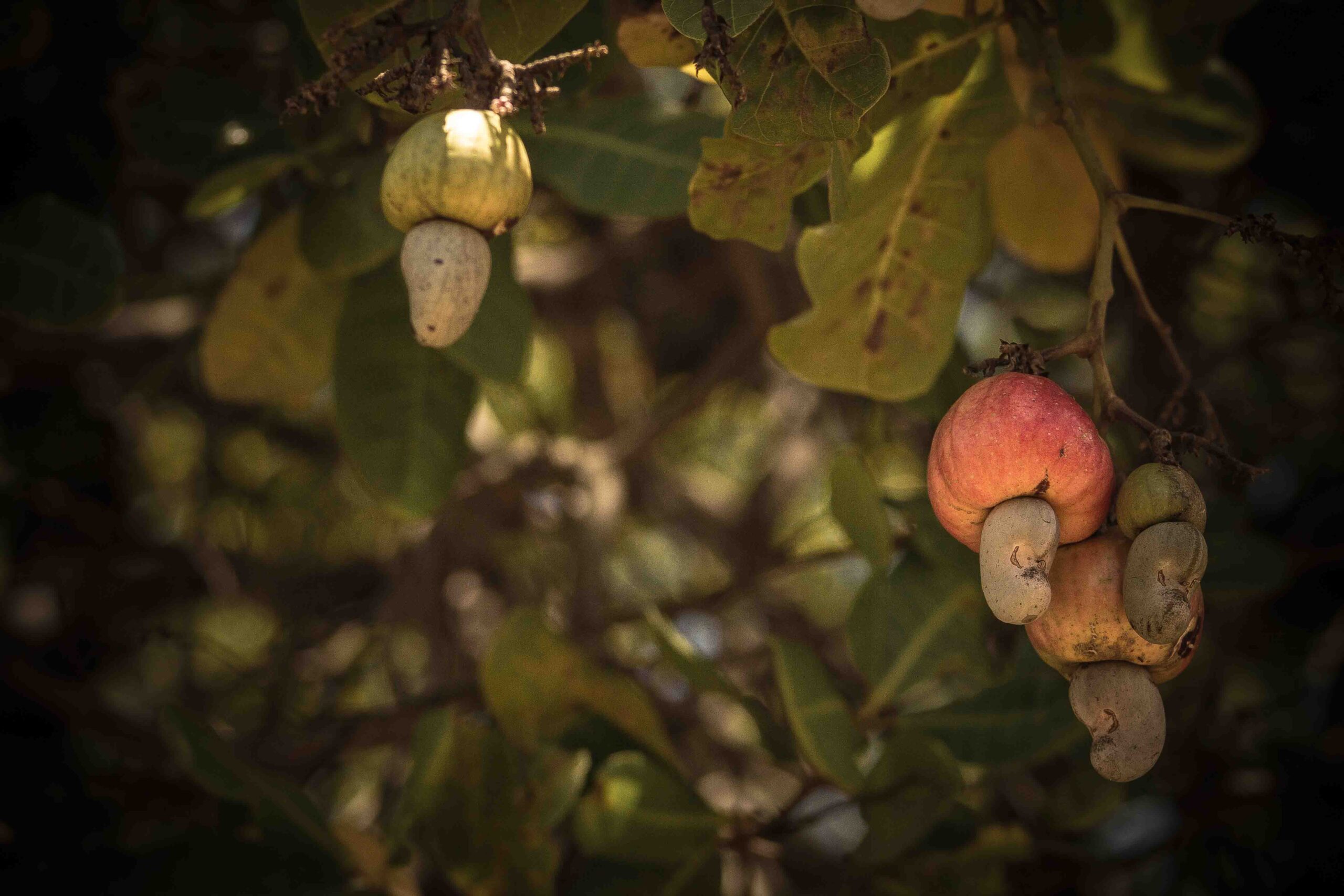 Cultivation Practice of Cashewnut in nepal.pptx, image size:2560x1707