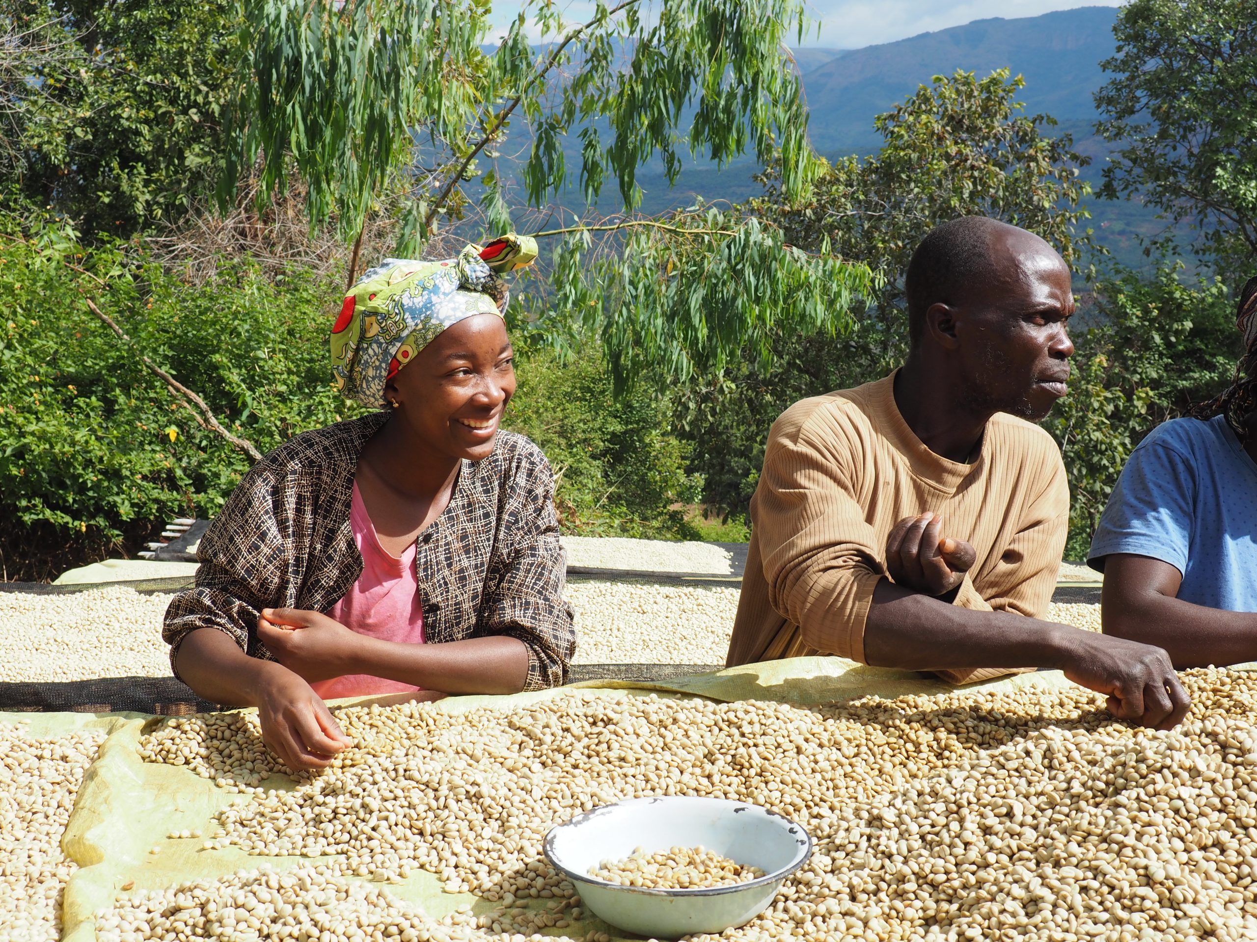 Two coffee farmers in Zimbabwe dry their coffee cherries. Part of TechnoServe's world news quiz.