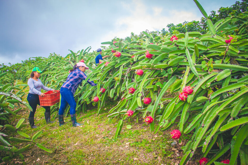 Nelda Gaitan (right), a smallholder farmer, harvests pitaya with her daughter in Nicaragua. TechnoServe's program helped her increase productivity and access new markets.