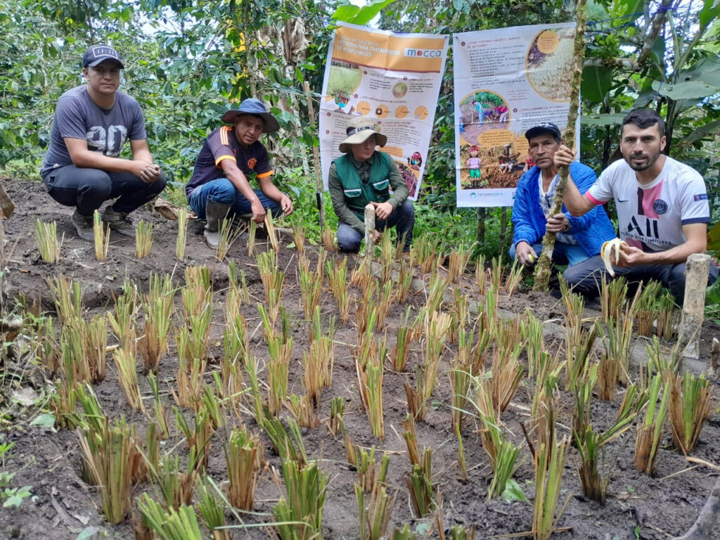 vetiver treats coffee wastewater