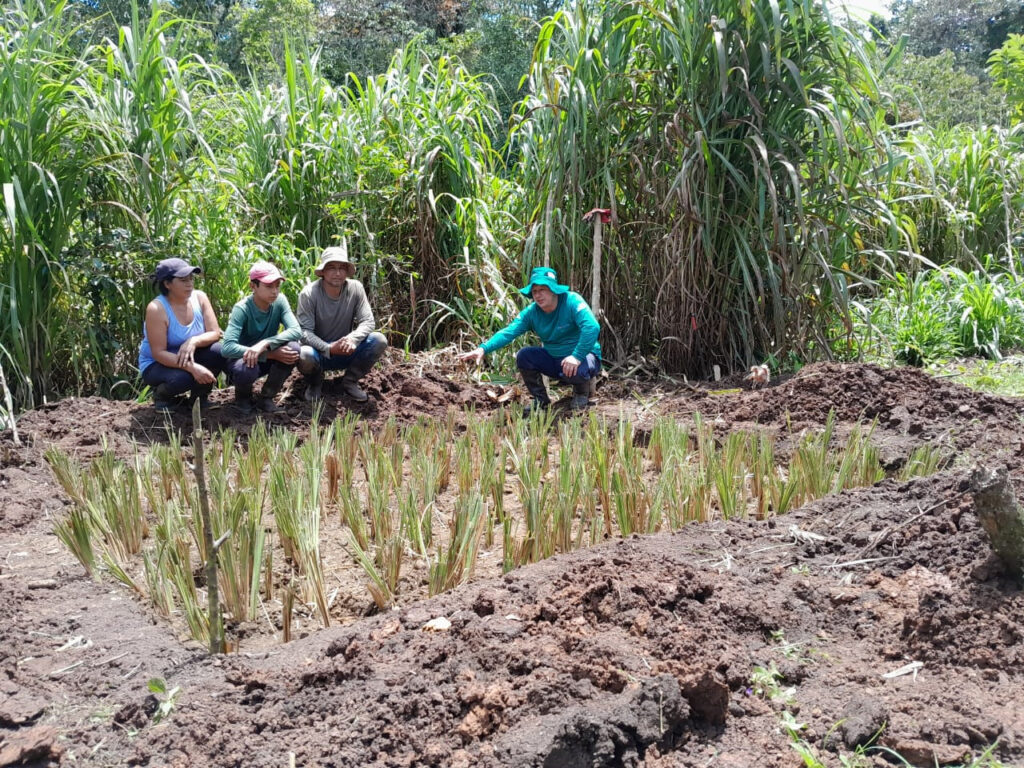 vetiver plants treating wastewater