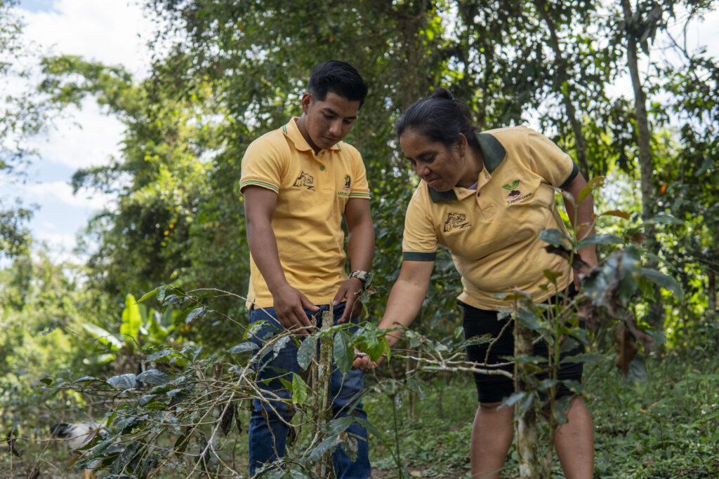 Cristian Jeher Silva (left) and his mother Lilibeth Llanos (right) inspect coffee trees on a farm in San Martín, Peru. (TechnoServe / Julieta Ocampo)