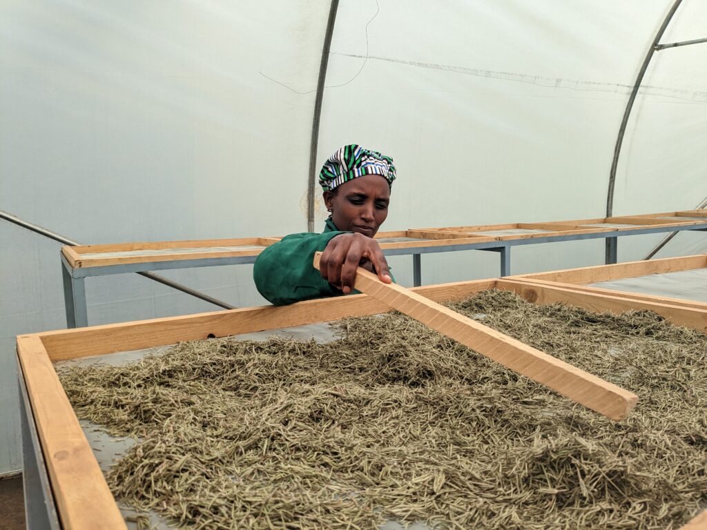 A woman wearing a green coat and a patterned headscarf is working in a greenhouse, spreading dried herbs evenly on a wooden drying rack. She is focused on her task. Part of a blog post on the economic impact of sustainable agriculture.