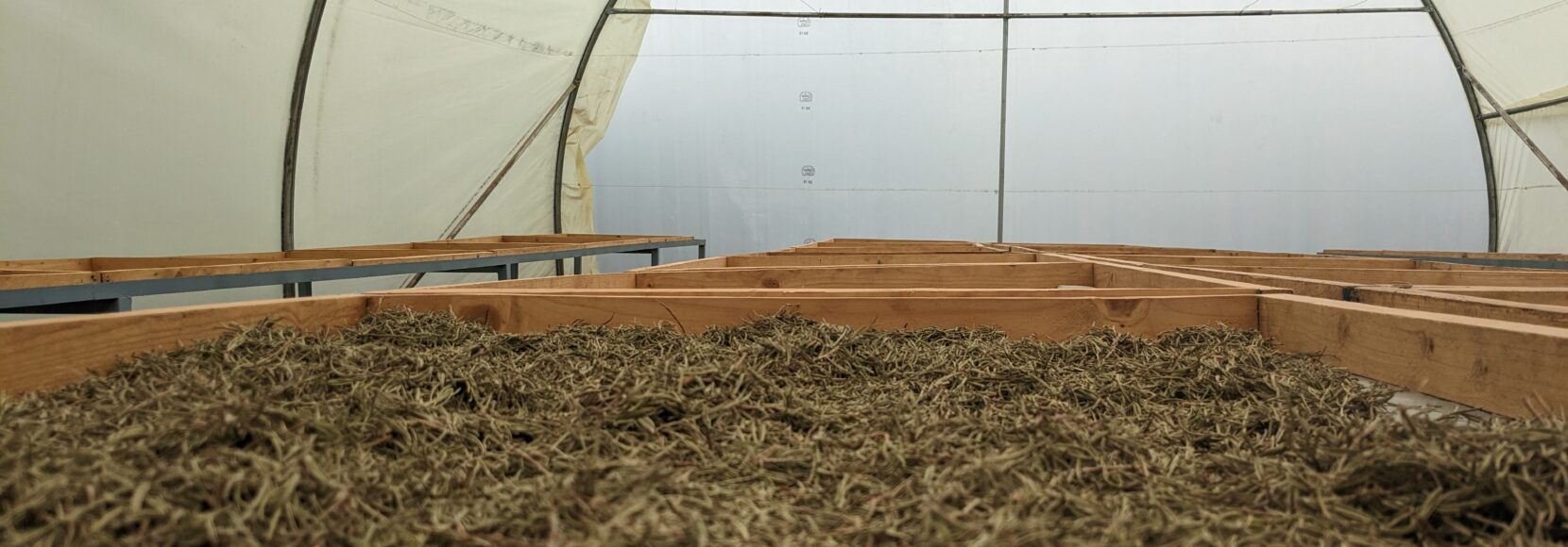 A close-up view of a greenhouse interior, showing wooden drying racks filled with drying herbs under a curved, translucent roof. The space is empty except for the drying racks.