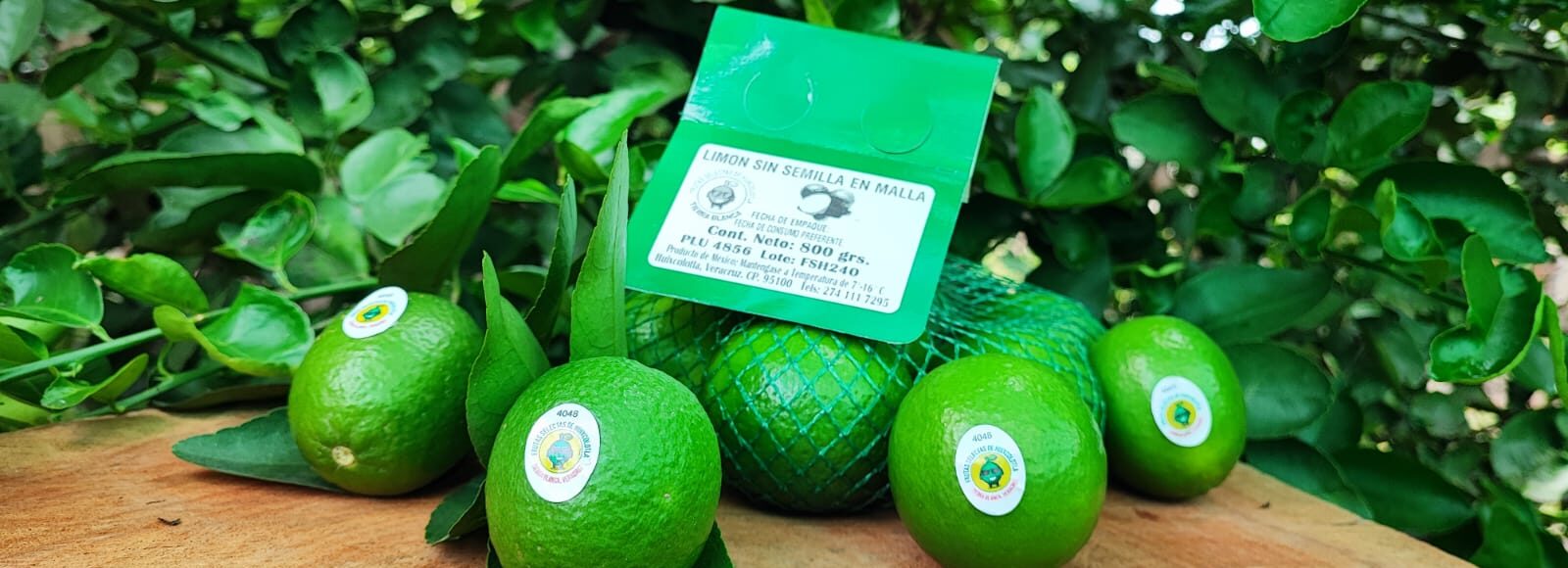 Limes produced by the Huixcolotla Select Fruits group in Veracruz, Mexico. (TechnoServe) Part of a blog post on sustainable agribusinesses.