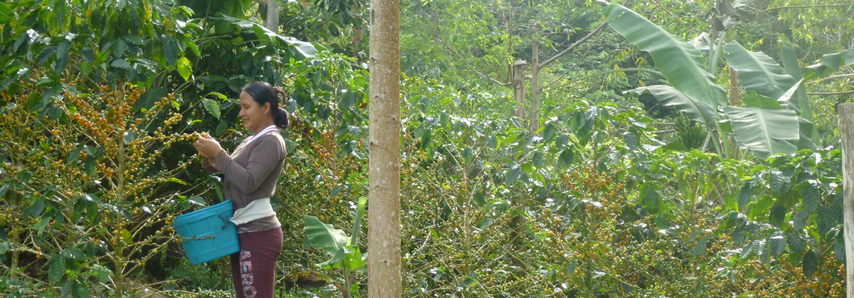 Woman harvesting coffee cherries in a field, highlighting the important role of women in coffee production.