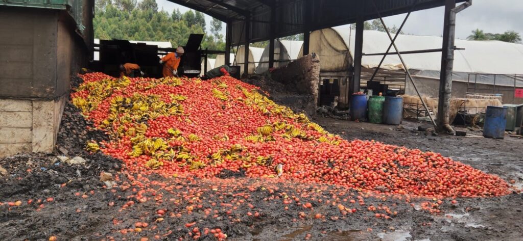 A large pile of discarded tomatoes and bananas in an open industrial area, with workers in orange uniforms sorting through the produce. The ground appears muddy, and the background includes storage buildings and barrels.