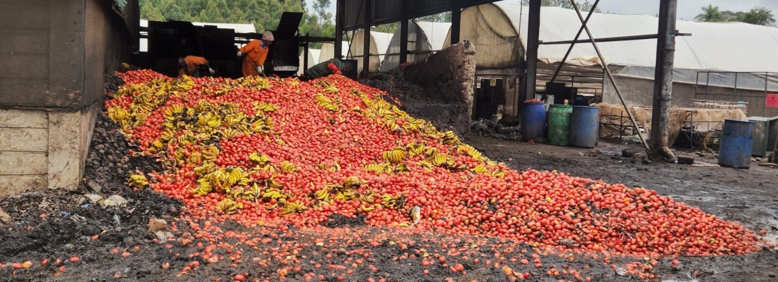 A large pile of discarded tomatoes and bananas in an open industrial area, with workers in orange uniforms sorting through the produce. The ground appears muddy, and the background includes storage buildings and barrels.