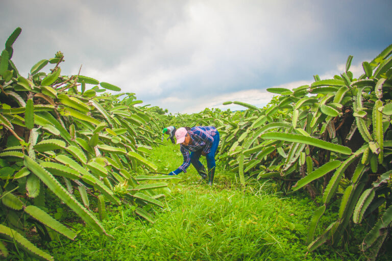 A person in a hat and plaid shirt harvesting crops in a green field surrounded by dragon fruit plants under a cloudy sky.