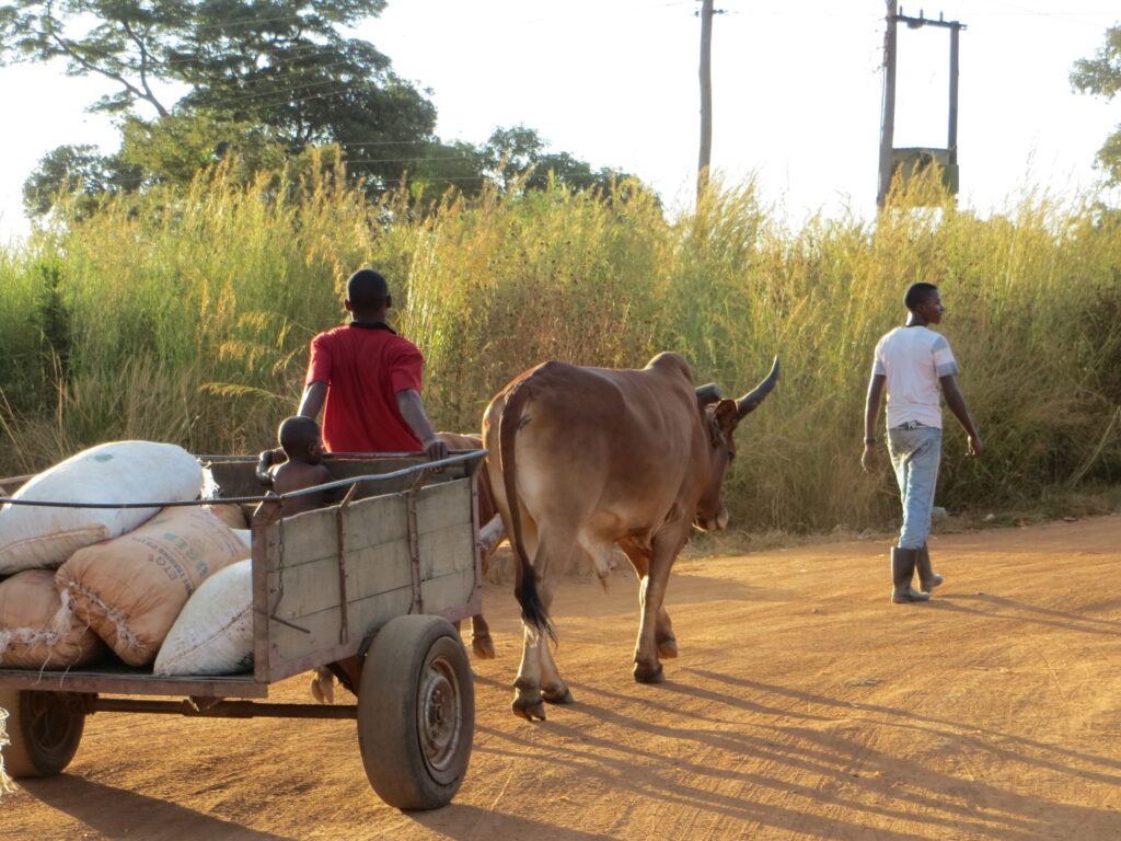 A person walking beside an ox pulling a cart filled with sacks, accompanied by a child riding in the cart on a dirt road.