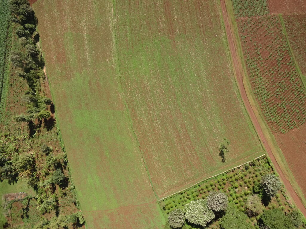 Geospatial technology is fighting global poverty in 2024. An aerial view of a barley field in Uganda.