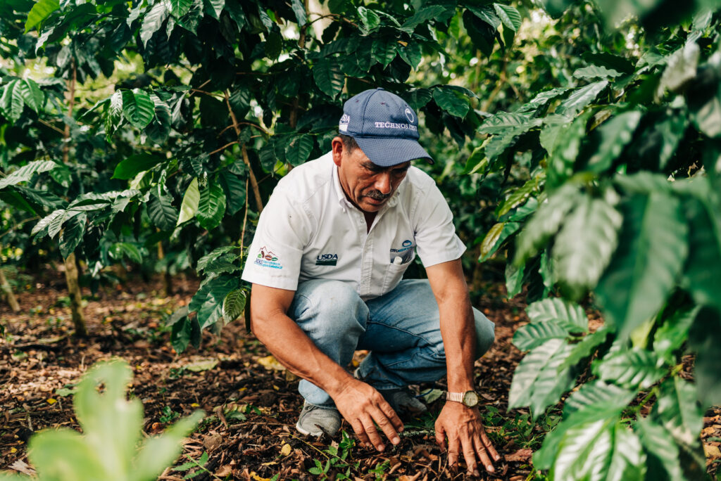 A TechnoServe farmer trainer inspects the soil surrounding coffee plants in Honduras. (TechnoServe / Olivia Sakai)