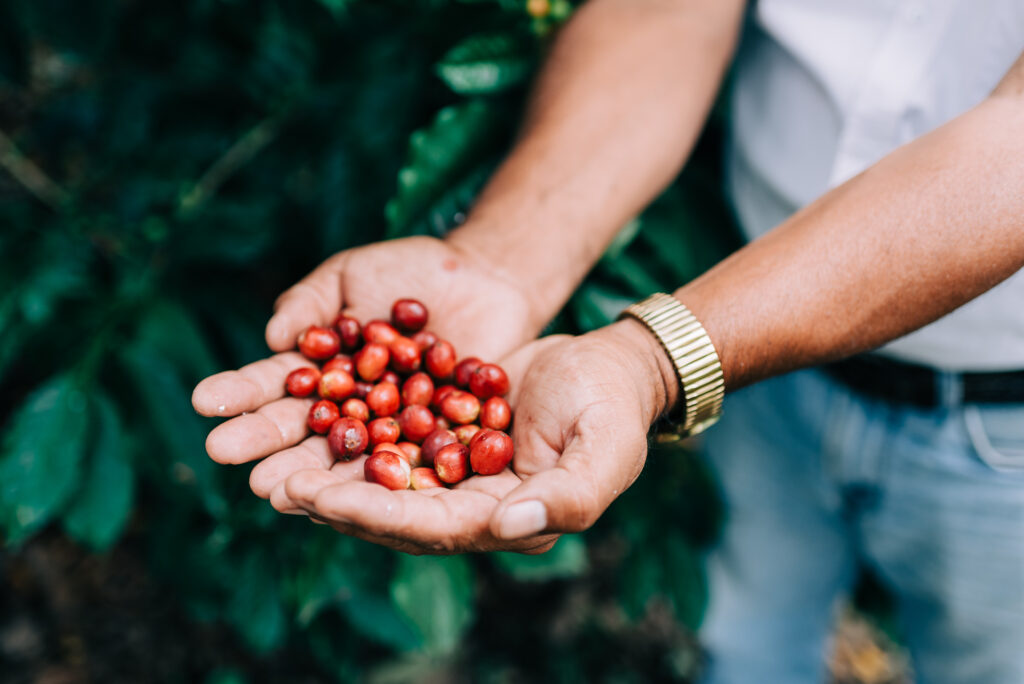 A handful of ripe coffee cherries on a farm in Honduras. (TechnoServe / Olivia Sakai) Part of a blog post on how Technology is Fighting Global Poverty.