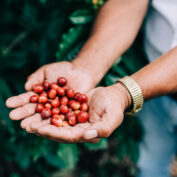 A handful of ripe coffee cherries on a farm in Honduras. (TechnoServe / Olivia Sakai) Part of a blog post on how Technology is Fighting Global Poverty.