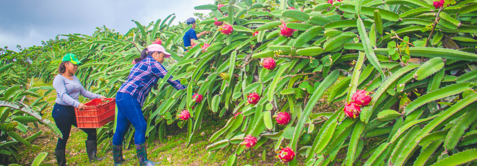 Two women stand in a field in Nicaragua harvesting pitaya.