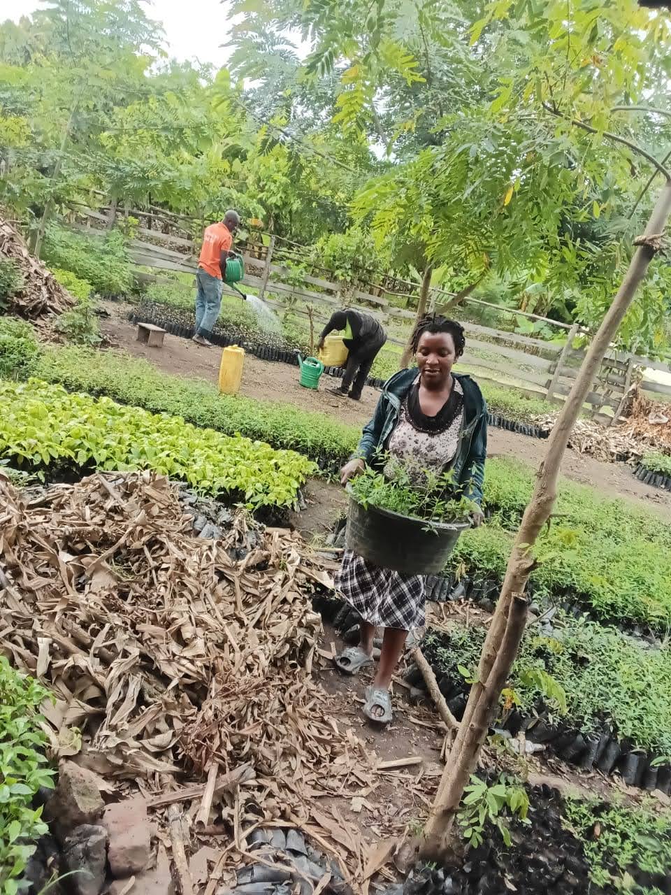 A woman holding seedlings in a nursery with two men in the background watering plants and filling up the water container. 
