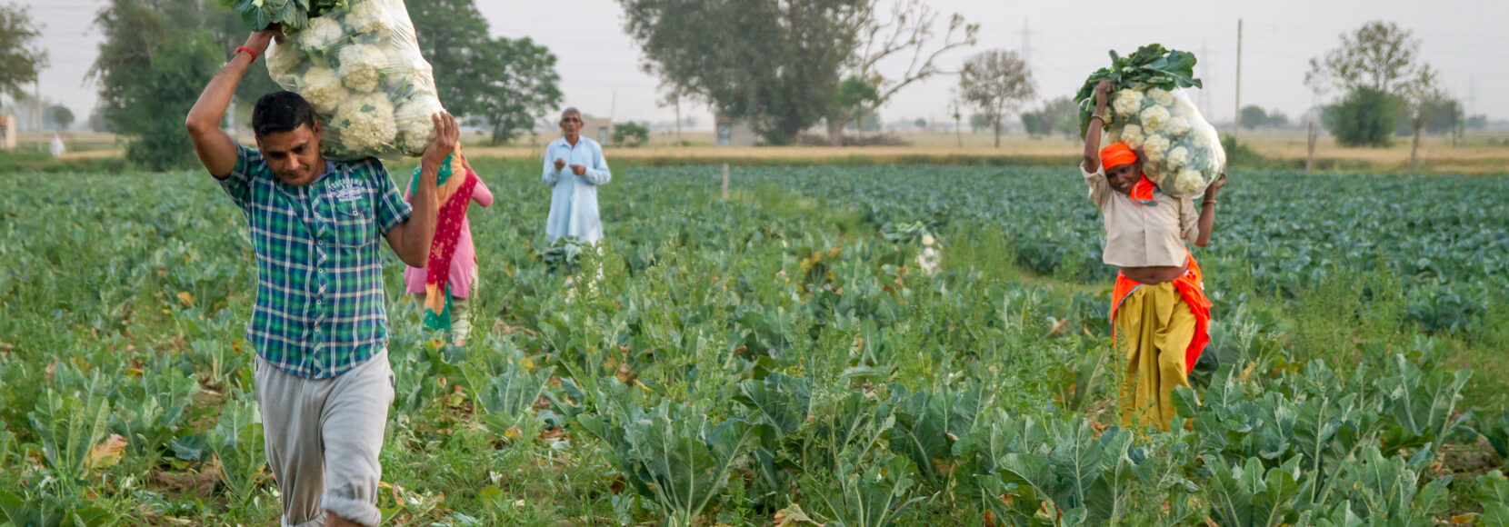 Farmers bring vegetables in from a field in India. Part of a blog post on global poverty.