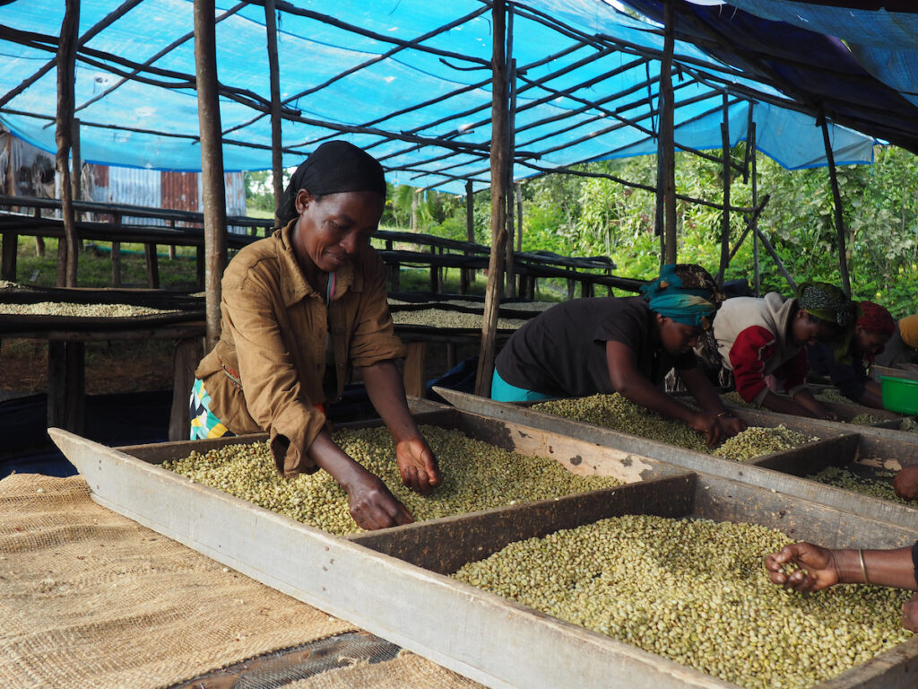 A woman sorting coffee at a drying table at the Michiti Co-Op in Ethiopia