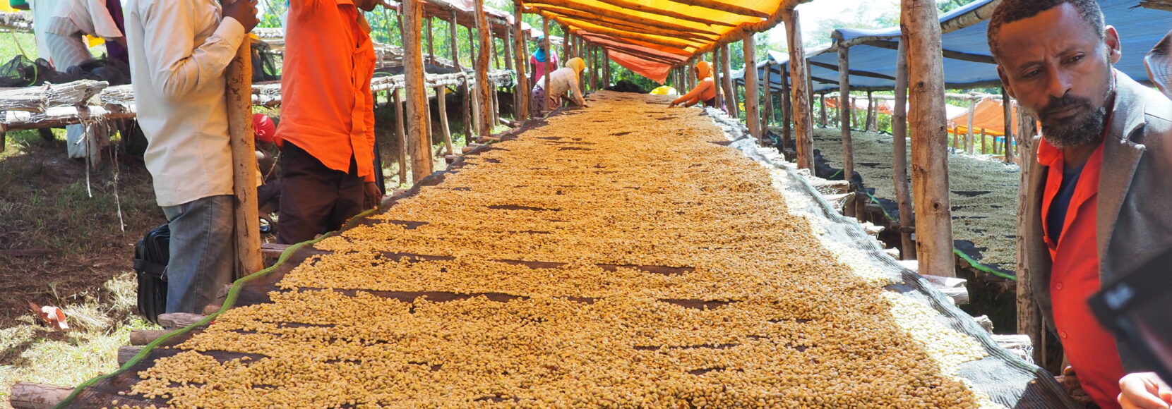 Works at the drying table at Hunda Oli Cooperative in Ethiopa