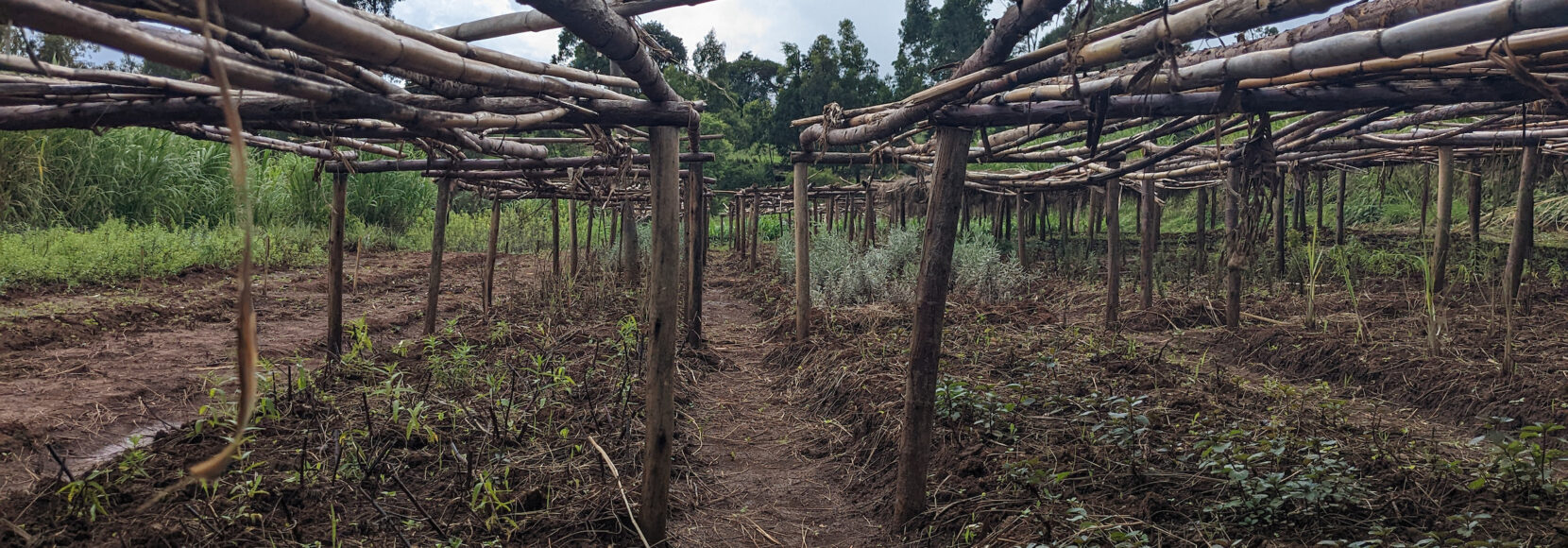 A nursery for herbs in in Central Ethiopian Region