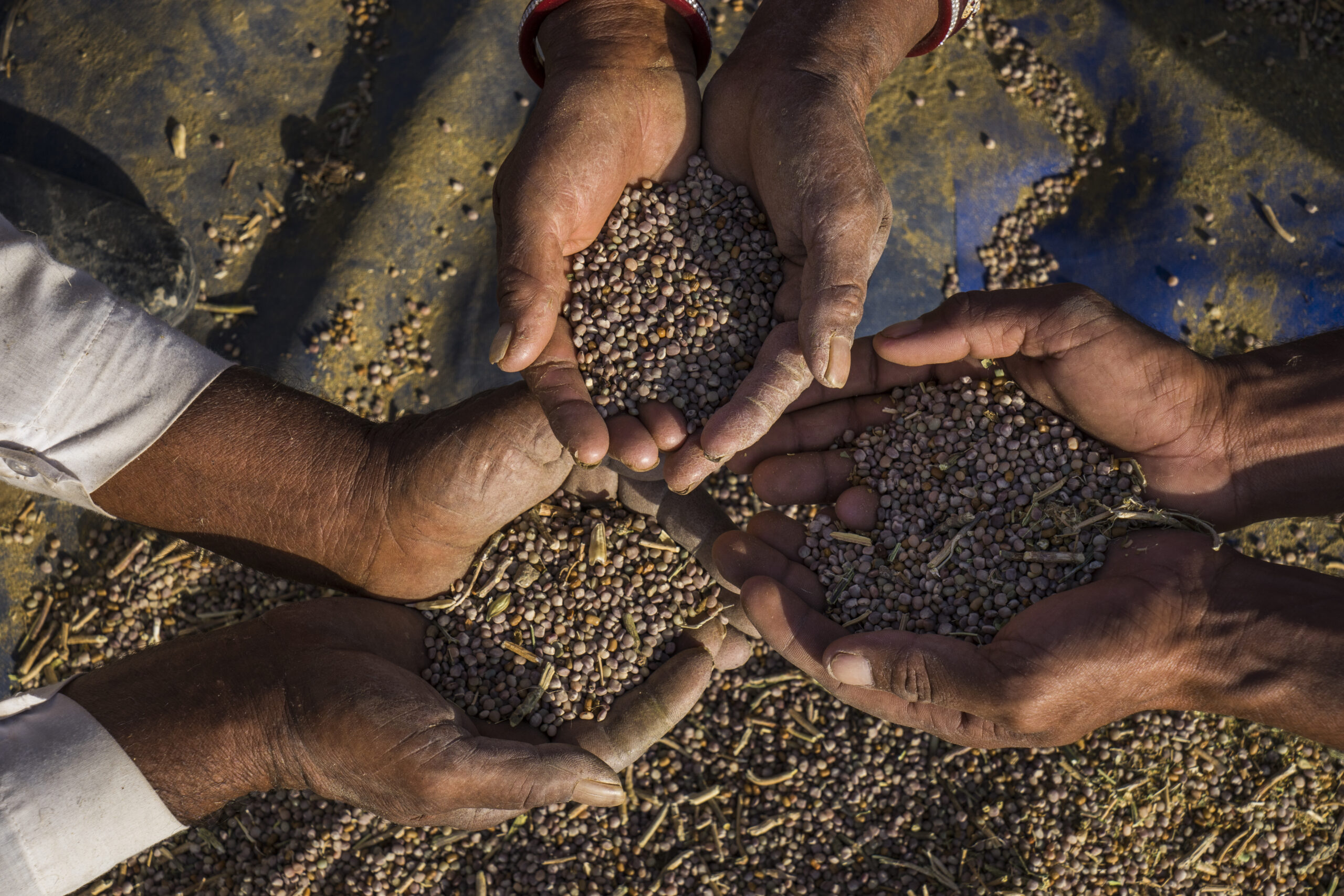Close-up of farmers’ hands holding and sharing guar seeds during harvest.