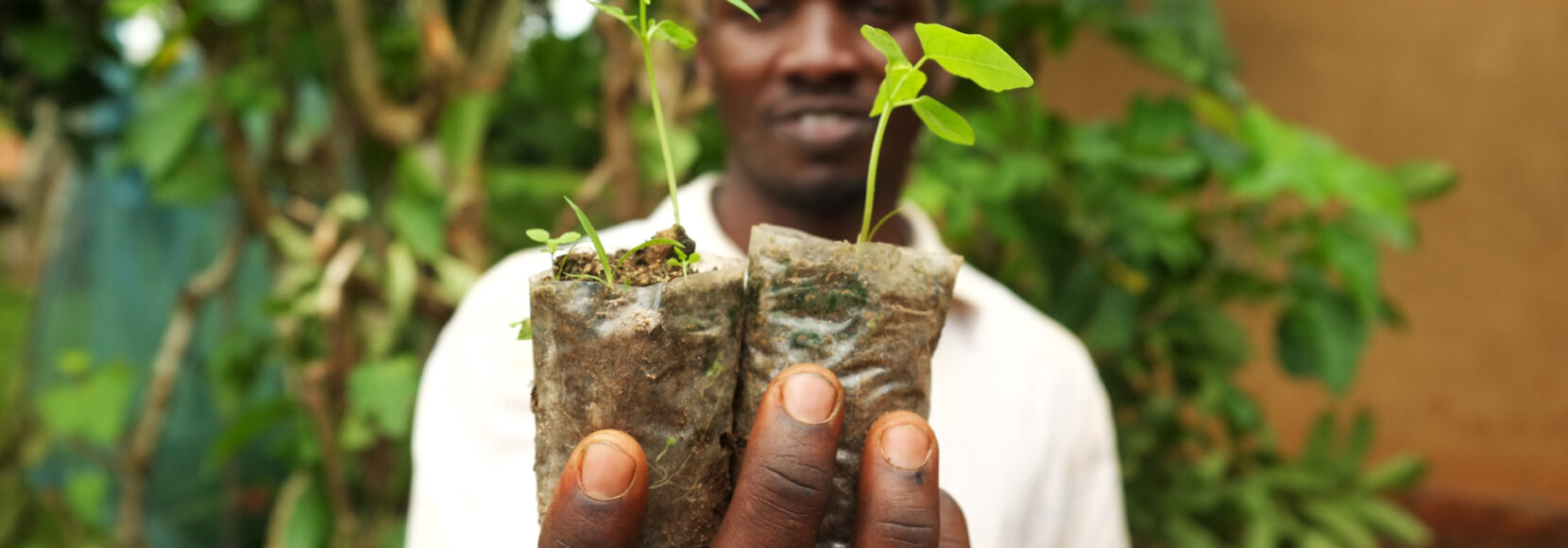 A man holds two seedlings in his hands.