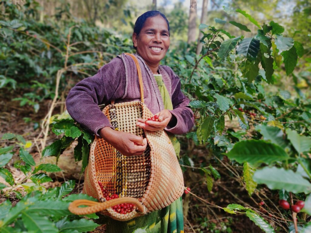 Smiling woman harvesting red coffee cherries with a woven basket in a lush green coffee plantation.