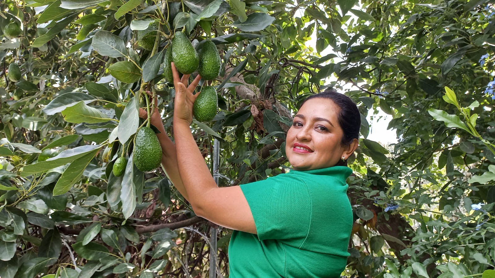 A woman in a green shirt inspects her avocado trees in Mexico.