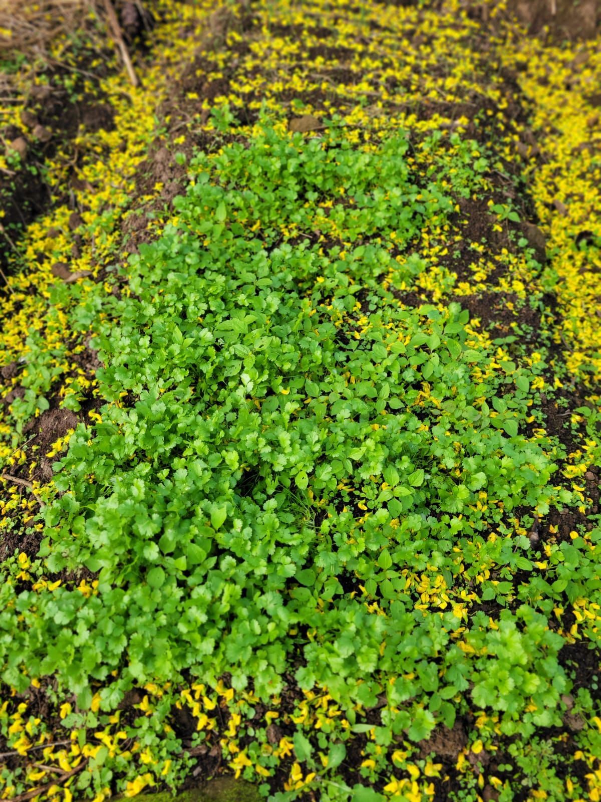 How Kitchen Gardens Are Advancing Food Security in Central America