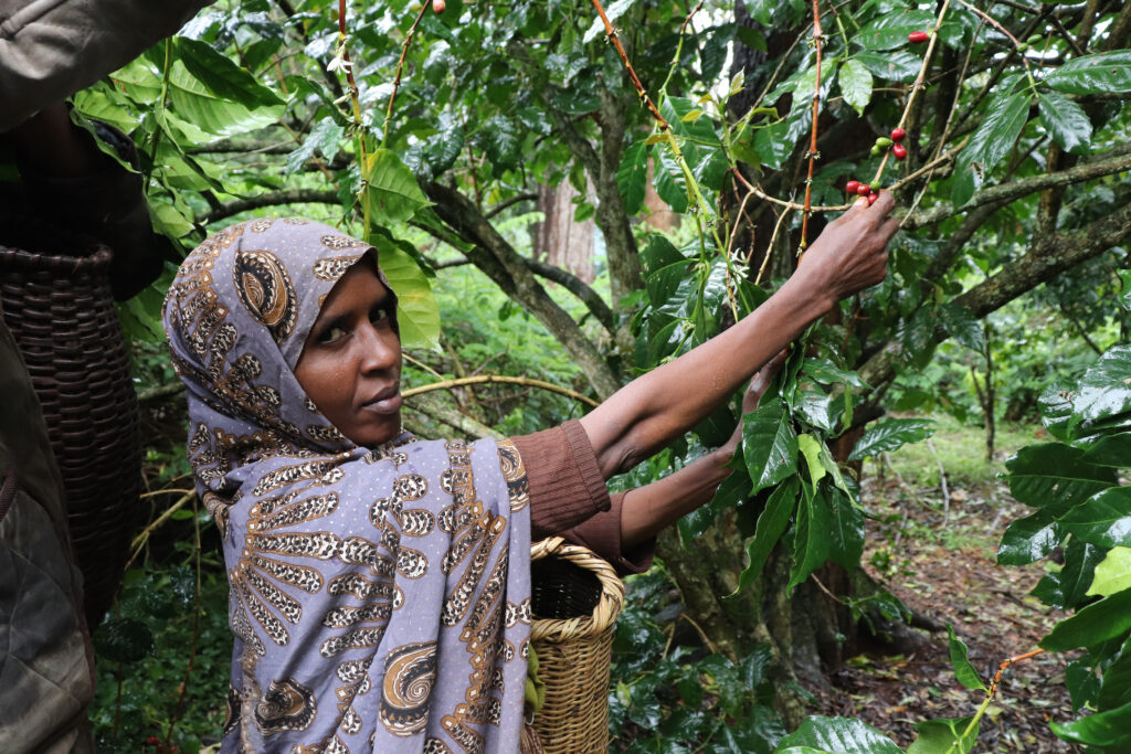 Woman harvesting coffee