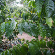 A coffee plant