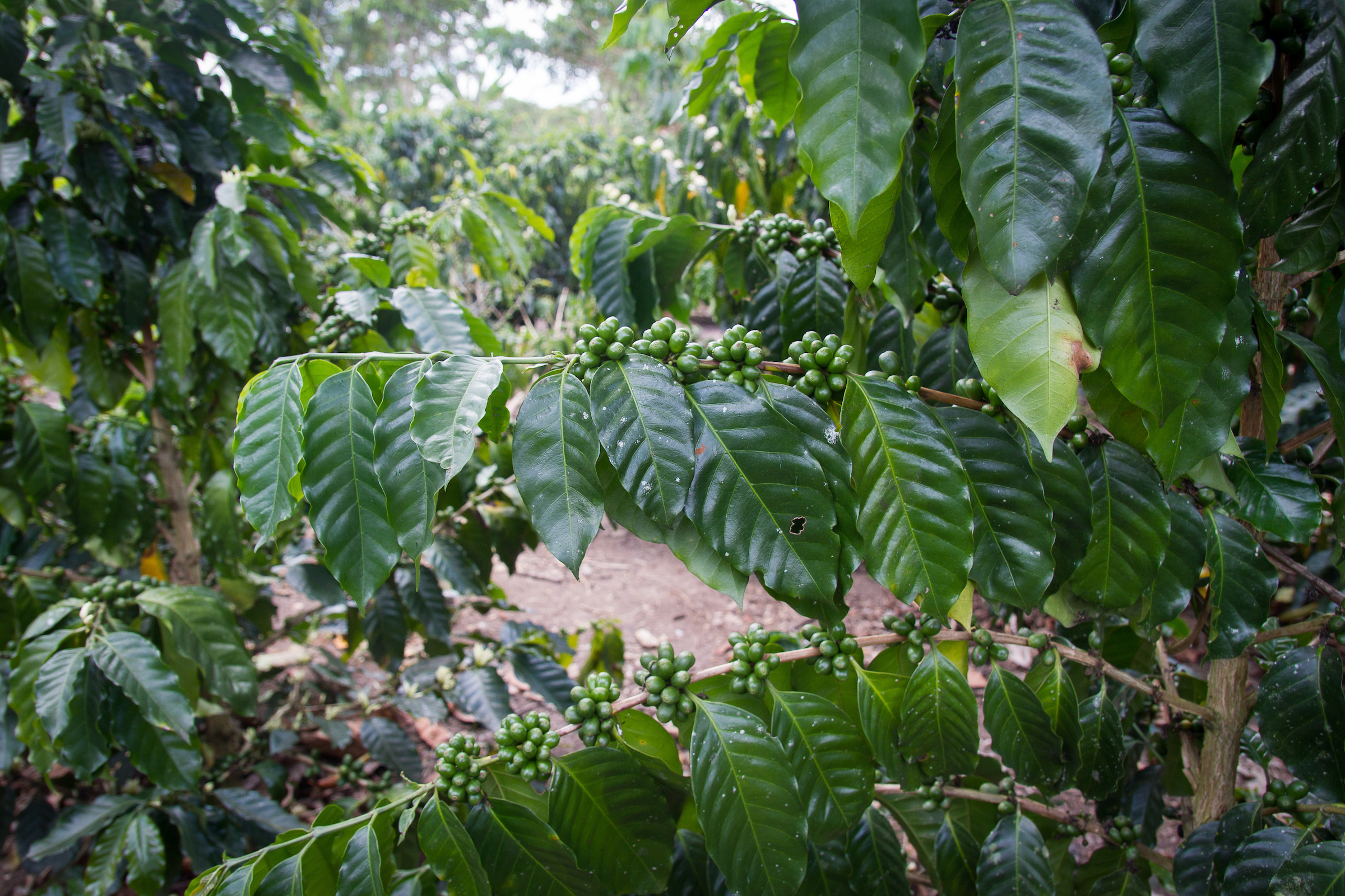 A coffee plant