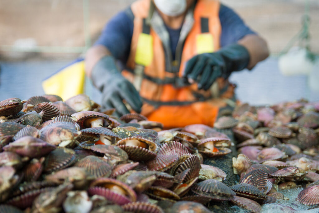 A bed of scallops in the foreground are being sorted by hand in this photo illustrating a successful aquaculture business in Peru. TechnoServe supported local communities to tap into this blue economy opportunity.    