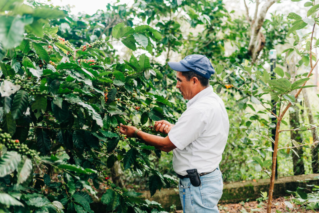 A man in a white shirt handles a coffee tree