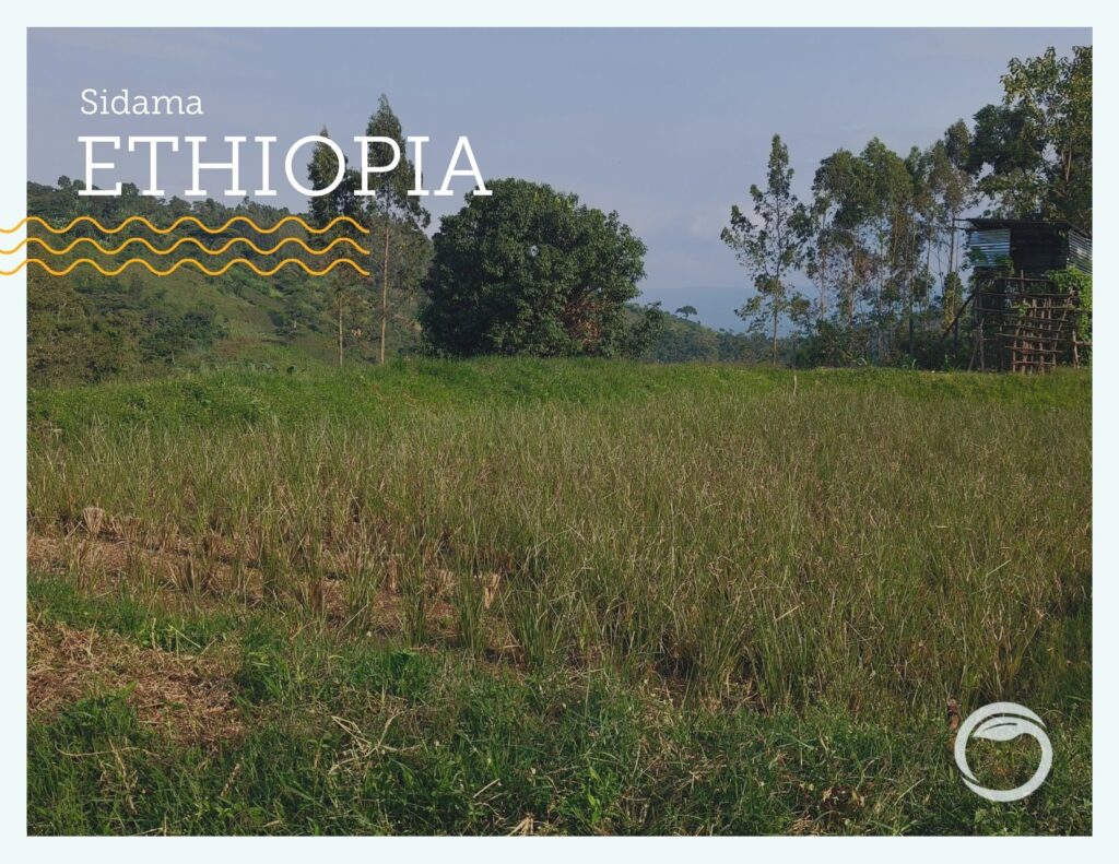 A rural scene in Sidama, Ethiopia. Part of a series on nonprofit impact stories. 