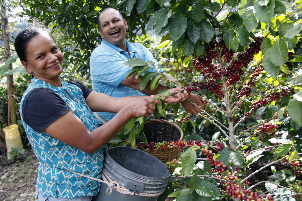 Atonio and his wife smile at the camera with baskets tied to their waists as they harvest ripe red coffee cherries on thier farm in Honduras. They recieved training from TechnoServe in agronomy and business skills to improve both the yields and quality of their coffee. 