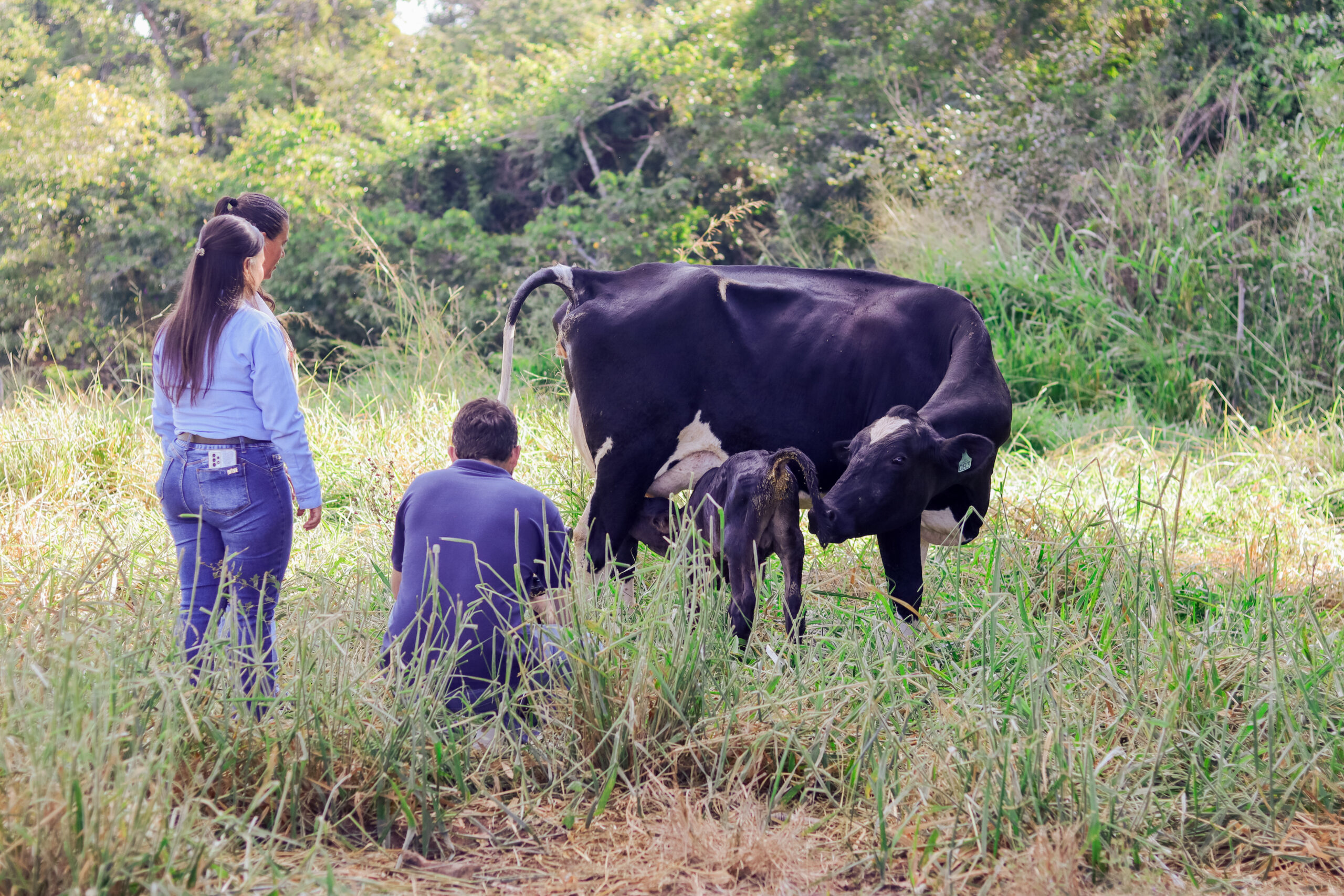 Two people inspecting a calf and cow in a grassy pasture.