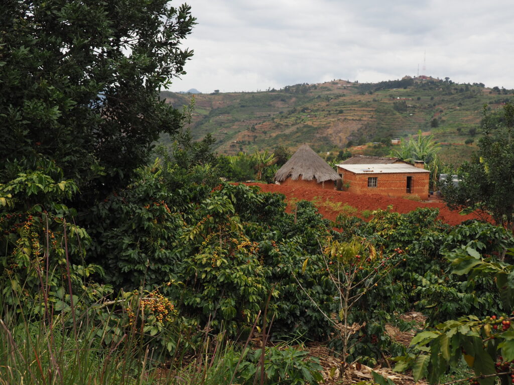 A coffee landscape in Zimbabwe. (TechnoServe / Rebecca Regan-Sachs)
