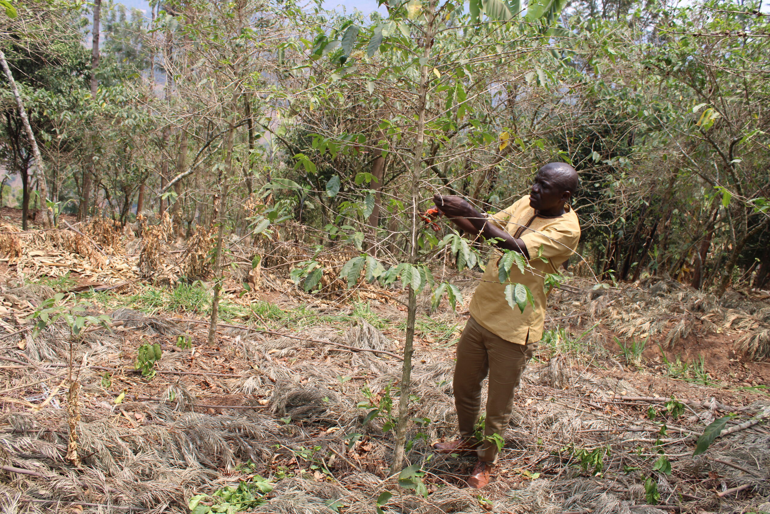 How Coffee Farming Transformed a Rwandan Family’s Future