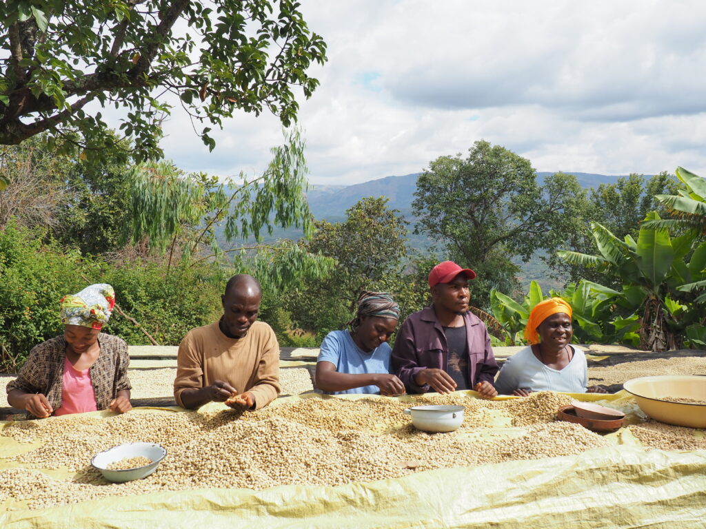 Farmers in Zimbabwe sort dried coffee as part of a TechnoServe and Nespresso coffee project that reflects business and corporate sustainability principles.